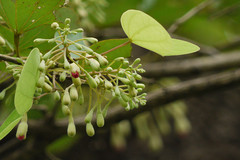 Bauhinia malabarica